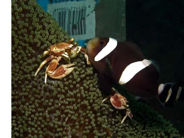 Unlike diving a beautiful coral wall, muck diving is all about scouring the ocean floor to discover its many, magical residents. Here we have a lovely Clark Anemonefish (cousin of Nemo), two Porcelain Crabs, and a discarded water bottle. This is muck diving.