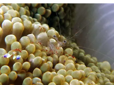 Transparent Shrimp