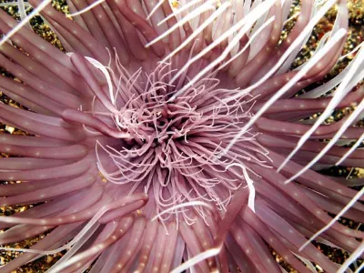 Tube Anemone