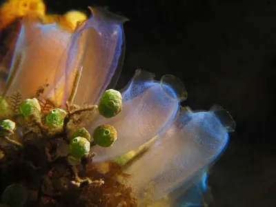 Tunicate Bouquet