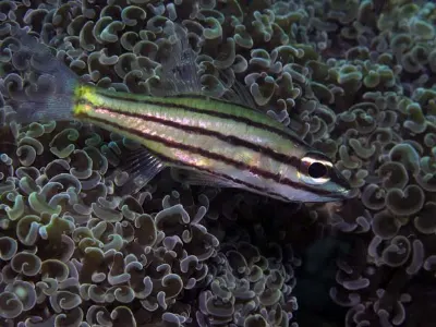 Unknown Fish