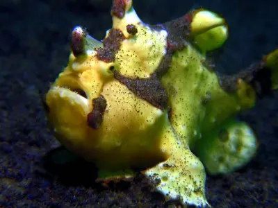 Warty FFrogfish