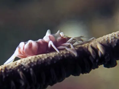 Whip Coral Shrimp