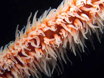 Wire Coral Macro