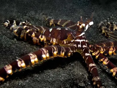 Wonderpus Octopus 2