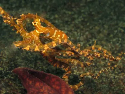Wonderpus Octopus