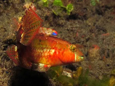 Wrasse