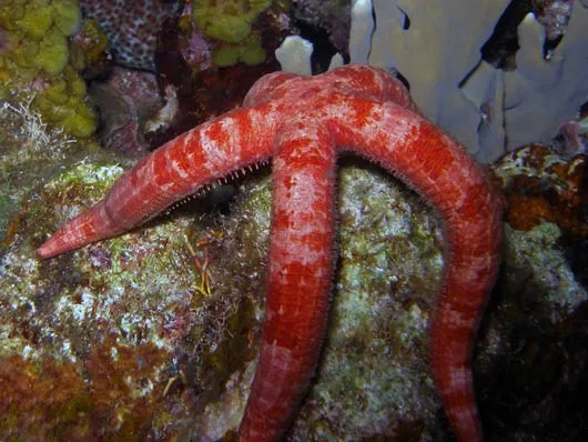 The hormone-crazed starfish thrusts toward the stars.