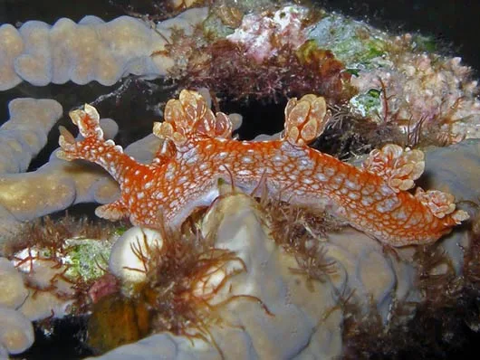 The Tasseled Nudibranch is seen only occasionally in the Caribbean.