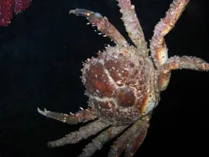 Then fell to the ocean floor in a full protective flare.