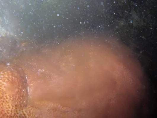 The Coral Spawn: A Personal Chronicle — August 2010