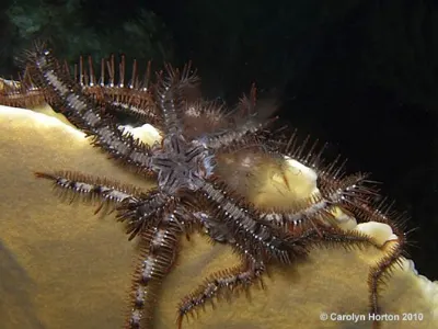 Note the cloudy, white secretion coming from the body of the Brittle Starfish.