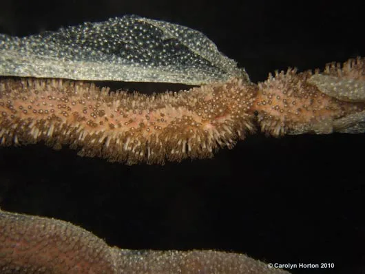 The egg-laden film peels from the top coral rod. The bottom rod is still encased in the film.