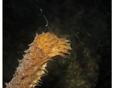 Tigertail sea cucumber spawning