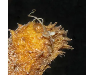 Tigertail spawn, macro